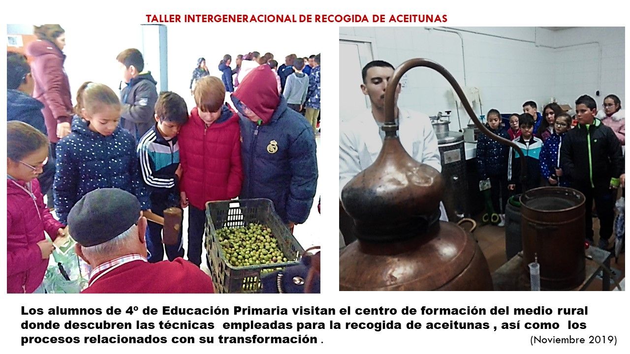 1 Taller recogida aceitunas 2019
