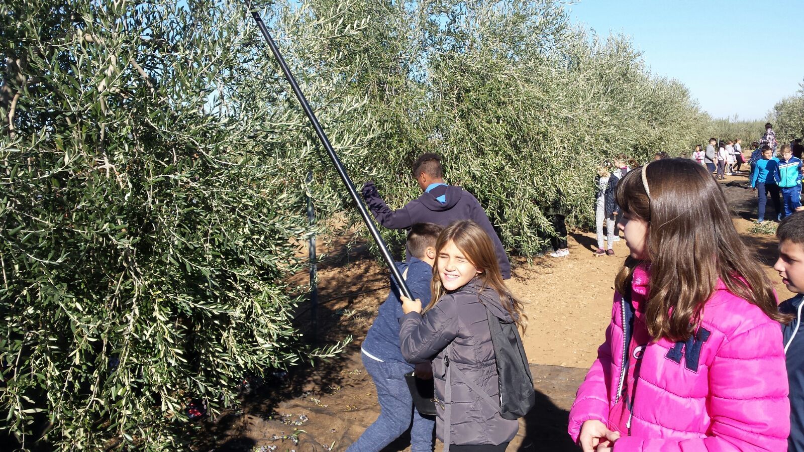 aceitunas1